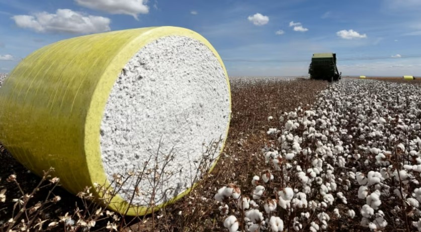 COTTON
